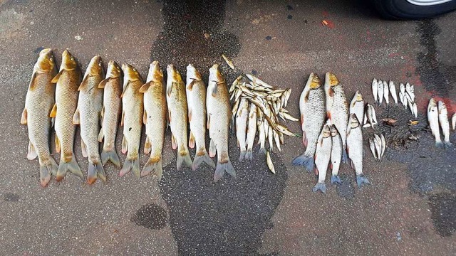 Mehrere tausend Fische, so schtzt die...tung der Elz bei Emmendingen verendet.  | Foto: Angelverein Emmendingen