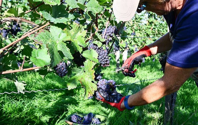 Ein gutes Weinbaujahr liegt hinter den Winzern. Nur der Regen kam nicht gelegen.  | Foto: Bernd Weibrod (dpa)