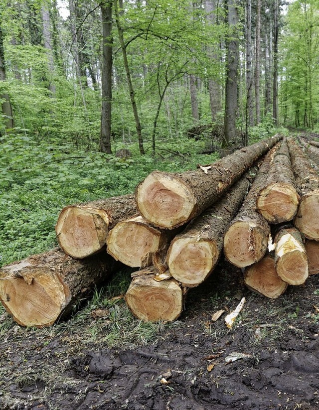 Der Wald hat viele Funktionen. Die wirtschaftliche Nutzung ist nur eine davon.   | Foto: Martin Wendel