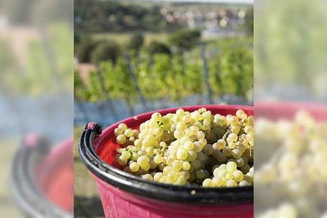S�dwest-Winzer rechnen mit gutem Wein