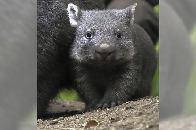 Wombat verlsst den Beutel
