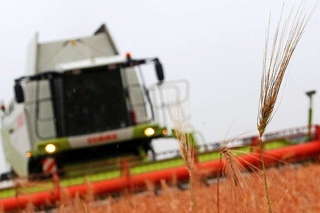 Gerste ist neben anderen Getreidesorte...in ausreichend hoher Vollgersteanteil.  | Foto: Wolfgang Runge