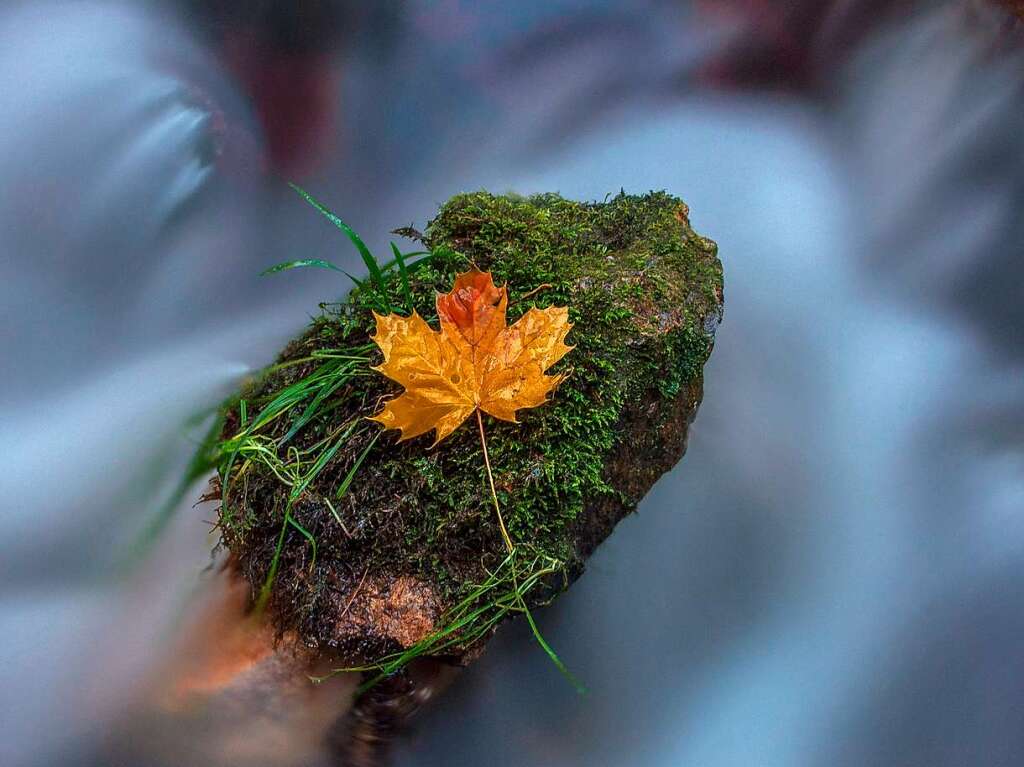 Herbst im Hochschwarzwald