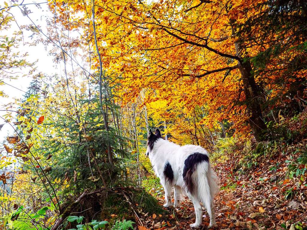 Herbst im Hochschwarzwald