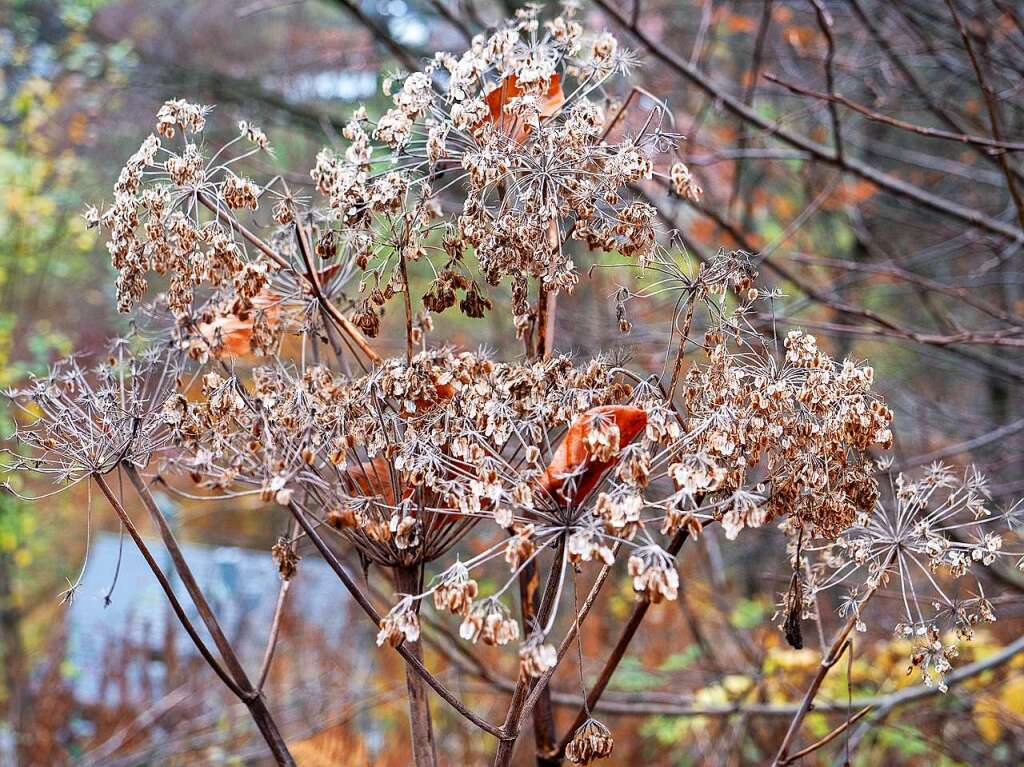 Herbst im Hochschwarzwald