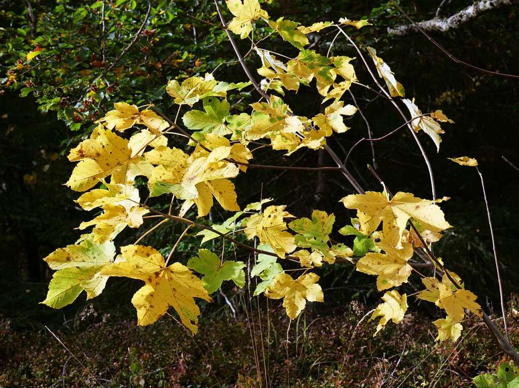 Herbst im Hochschwarzwald