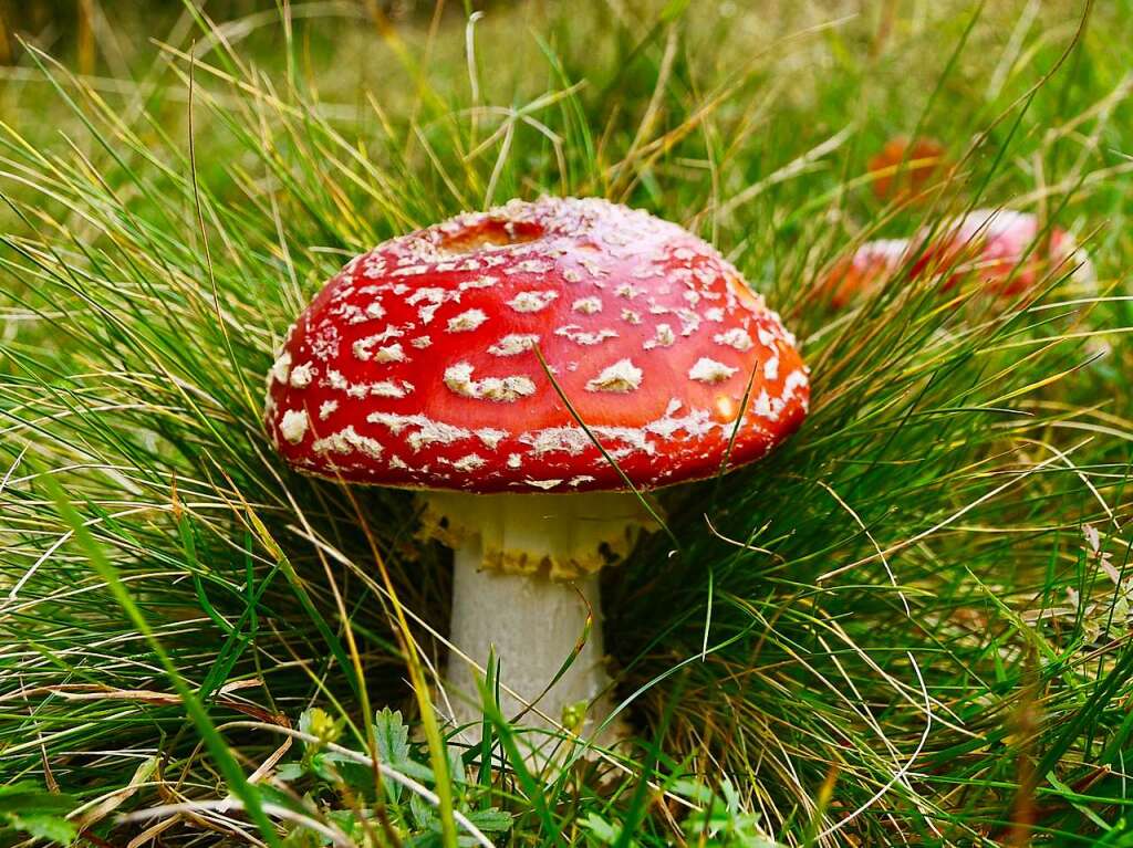 Herbst im Hochschwarzwald