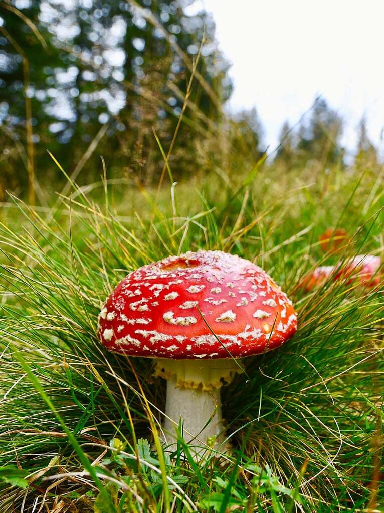 Herbst im Hochschwarzwald