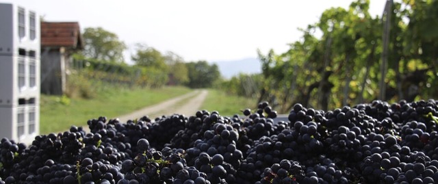 Dunkle Weinbeeren aus Erzingen: Die We... in Erzingen sorgt fr gute Stimmung.   | Foto:  Lesca Blitz