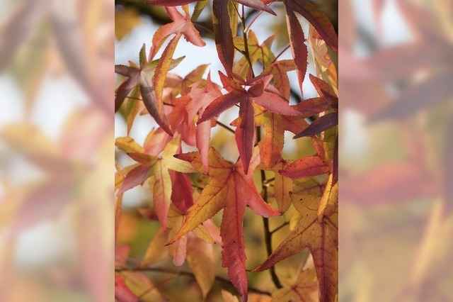 B�ume f�r die Zukunft