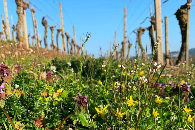 Eine ungemhte Rebzeile bietet Lebensraum fr Insekten und Pflanzen.  | Foto: Helmut Seller