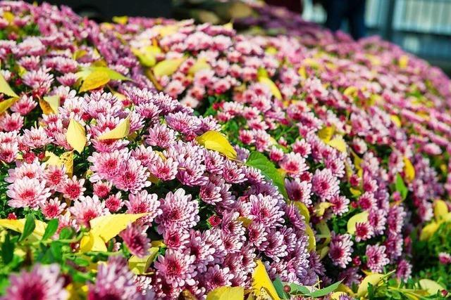 Das wird am ersten Wochenende der Lahrer Chrysanthema geboten
