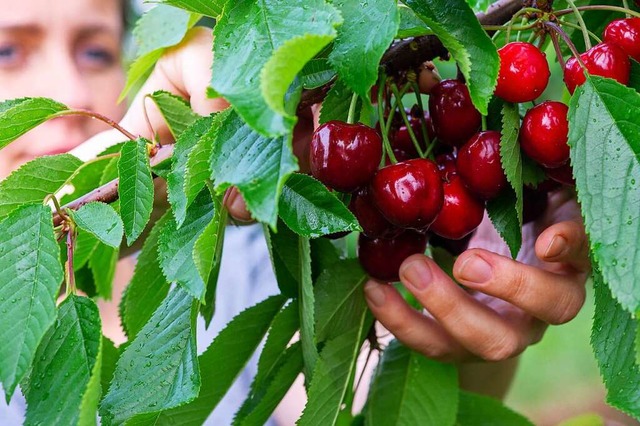 Obstgehlze wie Kirschen kommen gut mit dem vernderten Klima zurecht.  | Foto: Klaus-Dietmar Gabbert (dpa)