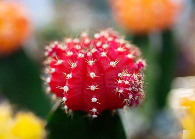 Rotgrn ist chic: Der Erdbeerkaktus is...Kaktus des Jahres 2023&#8220; ernannt.  | Foto: Andrea Warnecke (dpa)