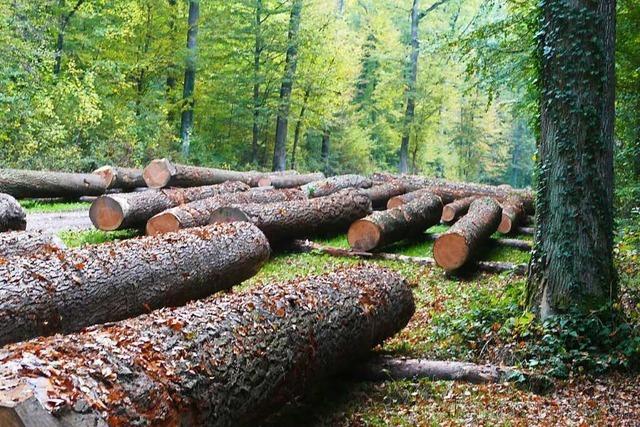 Mittelfristig sehen Forstleute gute Marktchancen fr Holz aus Kandern