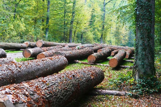 Der Wald muss umgebaut werden, aber Ho...off gefragt bleiben, so die Fachleute.  | Foto: Victoria Langelott