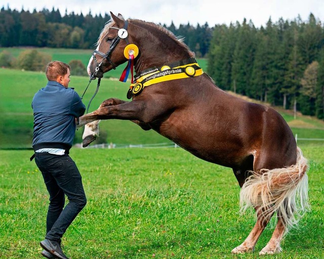 Freudensprung vom Krungssieger Findus...r Zucht von Melanie Hug aus Furtwangen  | Foto: Wolfgang Scheu