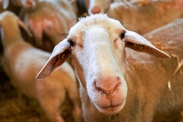 Totes Schaf in Lenzkirch aufgefunden – Wolfsriss noch nicht besttigt