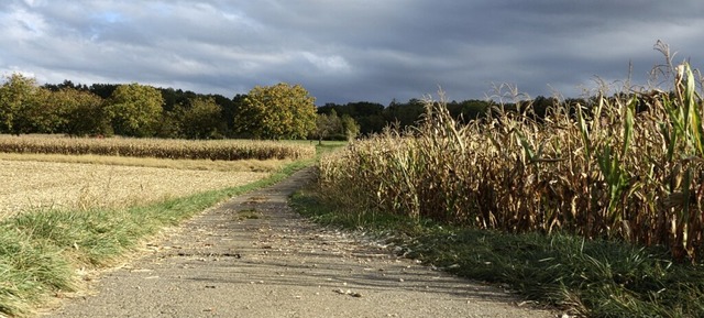 Der Regionalplan  legt fest, welche Fl...vorbehalten sind. (Feldweg bei Holzen)  | Foto: Alexandra Gnzschel