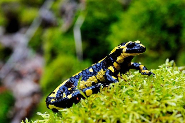 Feuersalamander knnten zu den Amphibi...attinger Molchteich wieder ansiedeln.   | Foto: Martin Schwenninger