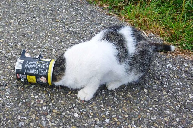 Mit dem Kopf steckte eine Katze in ein...befreiten sie aus der misslichen Lage.  | Foto: Joseph Hugelmann