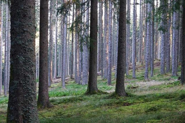 Neue Ideen für Oberrieder Wald: Zehn Hektar sollen unter Schutz gestellt werden