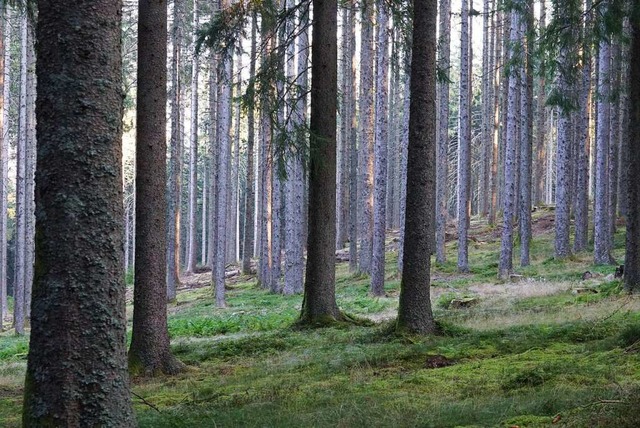 Wie geht es mit dem Wald in Oberried weiter? Hier ein Symbolfoto  | Foto: Thomas Eckerle