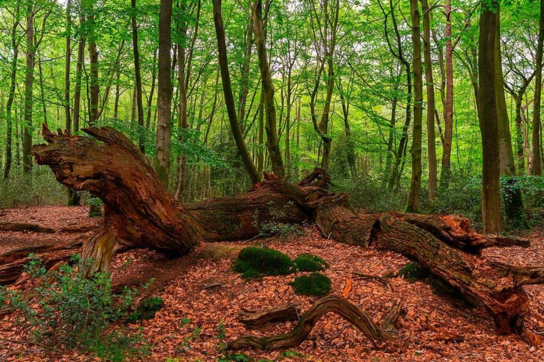 Ökosystem Wald  | Foto: C. Kaiser via www.imago-images.de