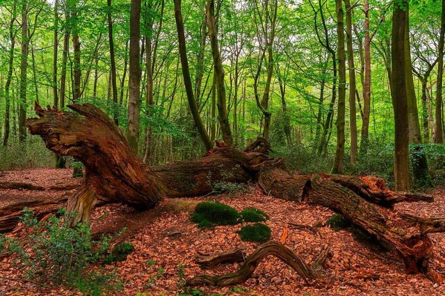 kosystem Wald  | Foto: C. Kaiser via www.imago-images.de