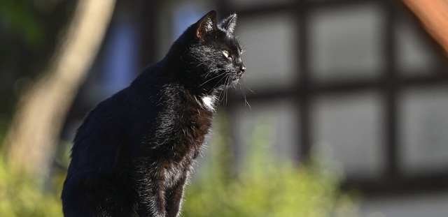 Die Population von Katzen in Vrstetten ist Tierschtzern zu gro.  | Foto: Patrick Pleul (dpa)