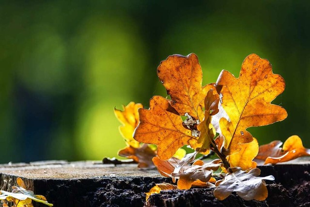 Ein Zweig mit herbstlich gelb gefrbte...den berresten eines gefllten Baumes.  | Foto: Frank Hammerschmidt (dpa)