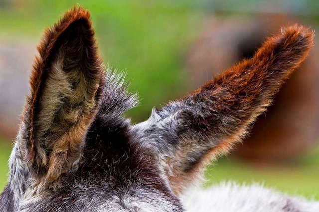 Nicht immer muss das ganze Tier zu sehen sein.  | Foto: Carlotta Huber