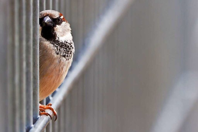 Beim Bildaufbau gerne auch mal die Symmetrie durchbrechen.  | Foto: Carlotta Huber