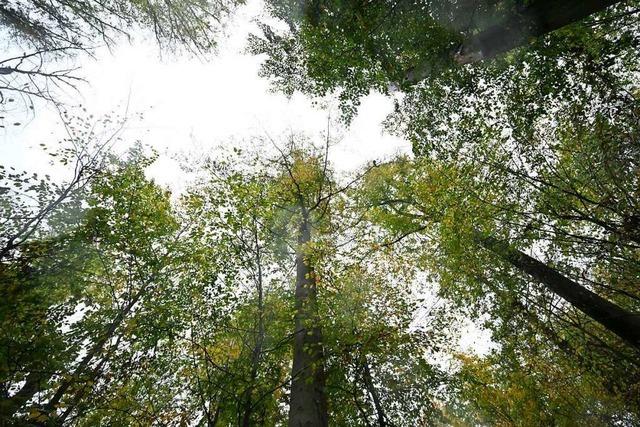 Die Rettung des Waldes geht nur durch Artenwandel