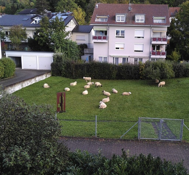Die Schafe blieben zum Glck beisammen... aus die  Heimreise wieder antreten.    | Foto: Johannes Ranke