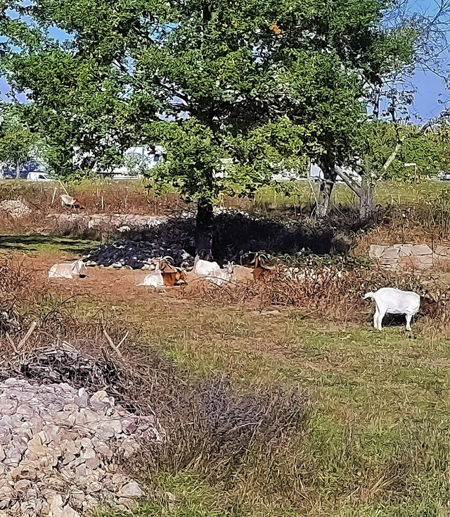 Die Ziegen (teilweise) in vollem Einsatz im Eidechsenbiotop  | Foto: Stadtverwaltung