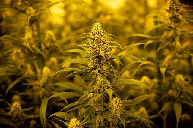 Unter anderem Marihuana wurde sichergestellt.  | Foto: JOSEP LAGO (AFP)