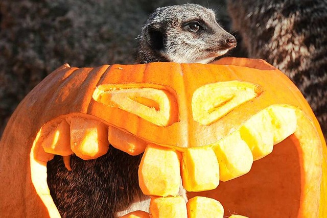 Auch im Zoo Hannover wird Halloween ge...t sich ber den traditionellen Krbis.  | Foto: dpa