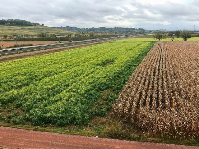 Westlich der Rheintalbahn und sdlich ...rflchen eine PV-Anlage gebaut werden.  | Foto: Jutta Schtz