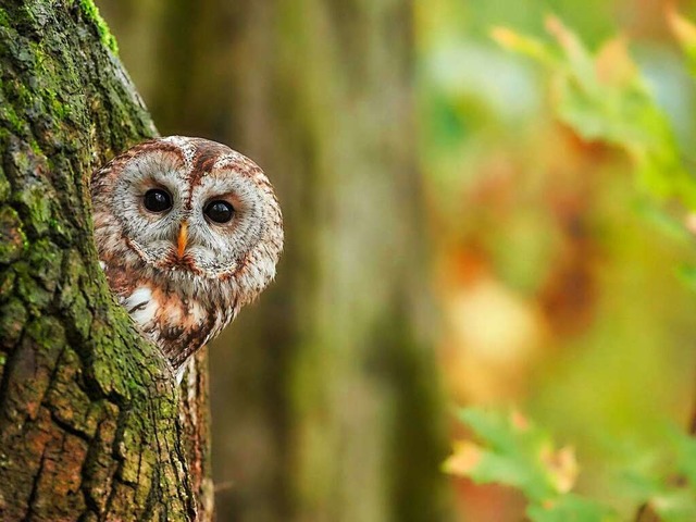 Ein Waldkauz schaut aus einer Baumhhl...utschland zum Vogel des Jahres gekrt.  | Foto: Peter Khn