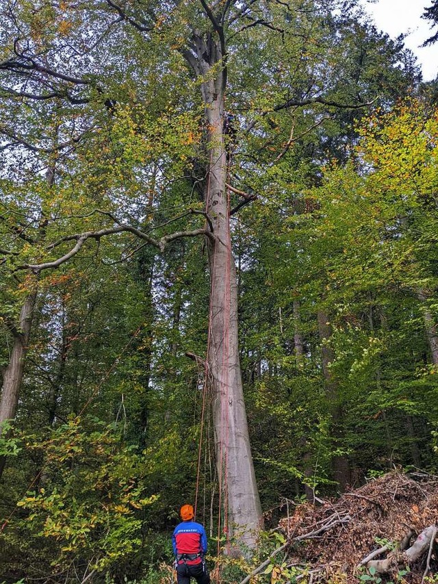 Von diesem Baum im Wald bei Freiburg-Z...ten, der Urlaub im Schwarzwald machte.  | Foto: Copyright Bergwacht Schwarzwald