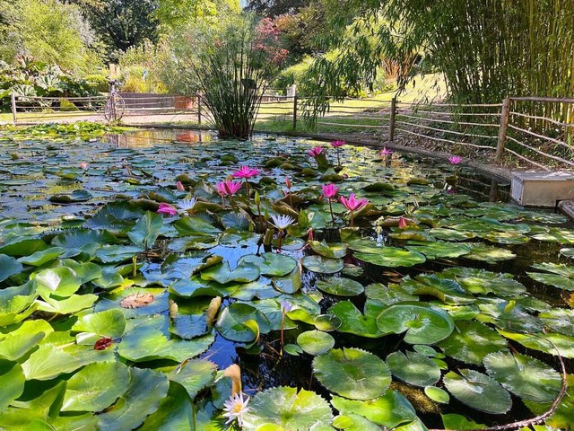 Botanischer Garten in Freiburg-Herdern.  | Foto: Anna-Dorothea Witte-Rotter