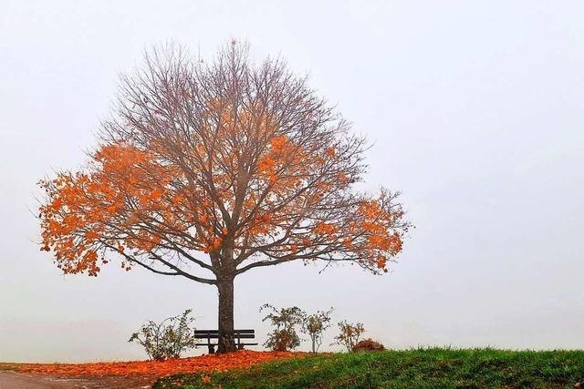 Grauer Herbstnebel bei Nggenschwiel