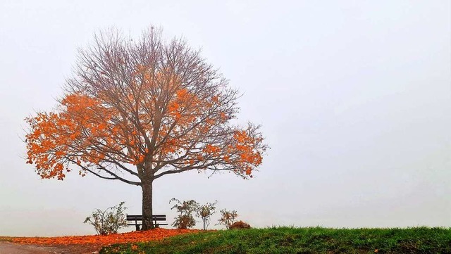 Herbstnebel bei Nggenschwiel.  | Foto: Susanne Schmidt