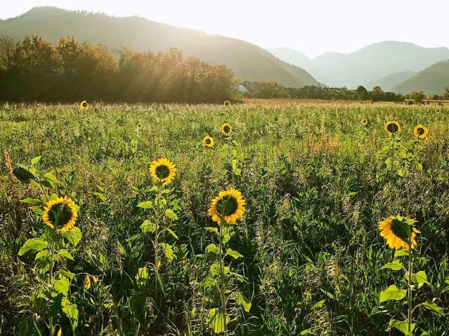 Sonnenblumen.  | Foto: Gerhard Delvendahl