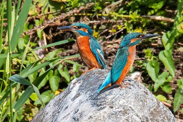 Eisvgel.  | Foto: Wolfgang Speer