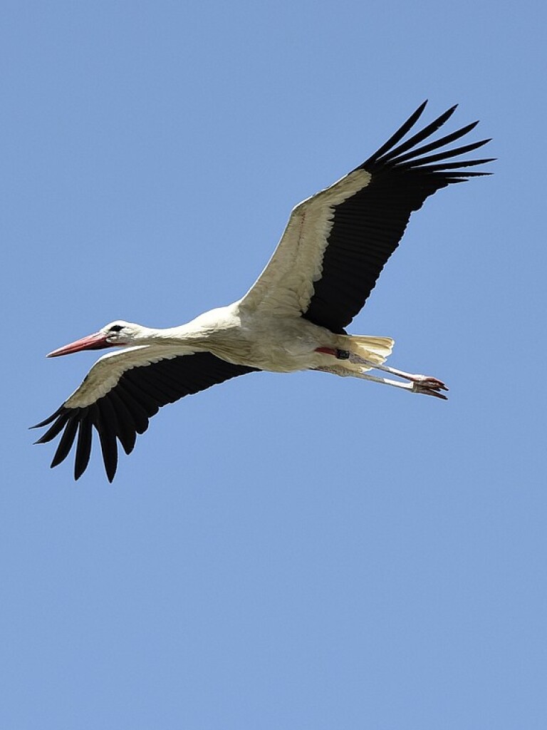 Participate in Nabu’s Campaign: Report Stork Sightings for a Winter Study in Germany