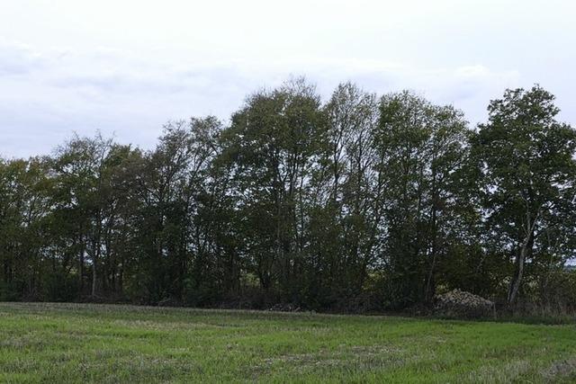 Naturlehrpfad soll auf Gemarkung Wutach umgesetzt werden