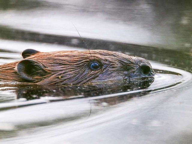 Naturschtzer sind von ihm begeistert,...n in Gewssern klar kommen: der Biber.  | Foto: Herbert Steffny