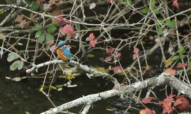   | Foto: Helmut Adolf Mller